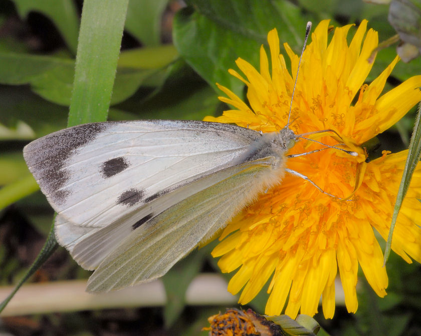 Pieris rapae show e sirfidi svolazzanti